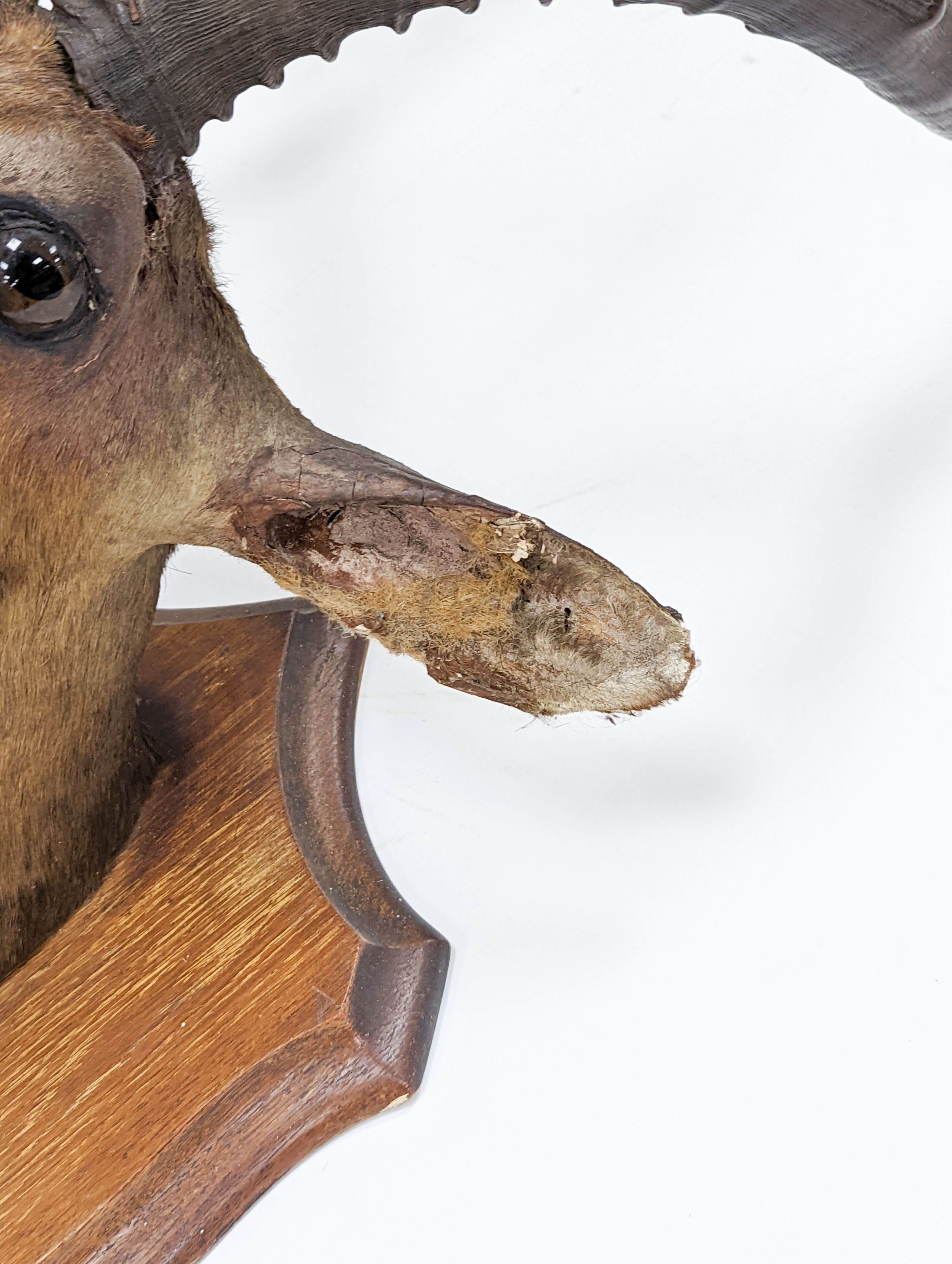 A taxidermy Common Impala (Aepyceros Melampus) c1872, on an oak shield 'Pallah Zululand, 1872' labelled verso Rowland Ward & Company, 87cm high.